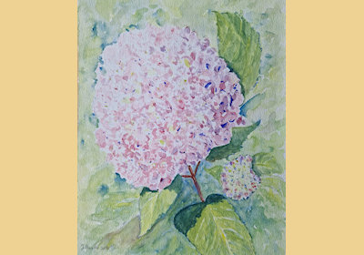 hortensia_400x280